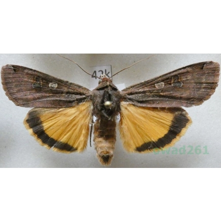 Noctua pronuba (Linnaeus, 1758) Rolnica tasiemka Czech42k